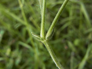 Cerastium holosteoides