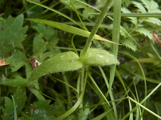 Cerastium holosteoides