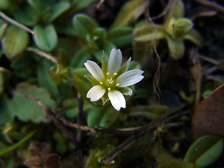 Cerastium semidecandrum