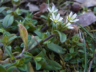 Cerastium semidecandrum