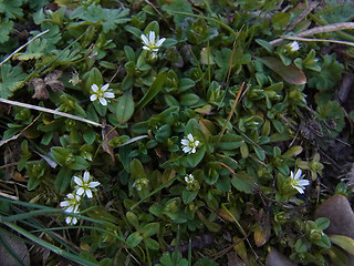 Cerastium semidecandrum