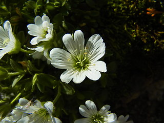 Cerastium uniflorum