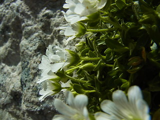 Cerastium uniflorum