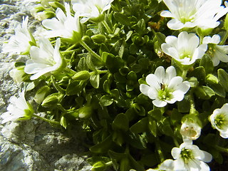 Cerastium uniflorum