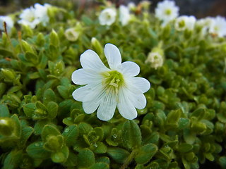 Cerastium uniflorum