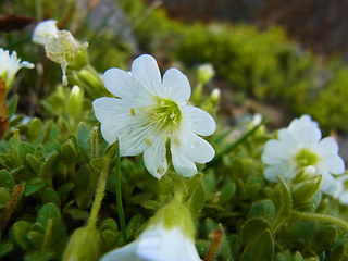 Cerastium uniflorum