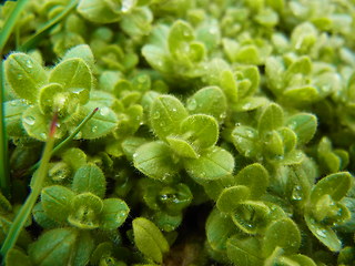 Cerastium uniflorum