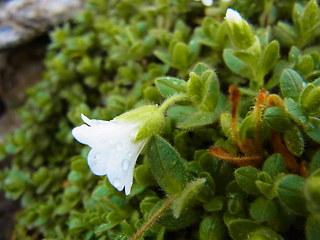 Cerastium uniflorum