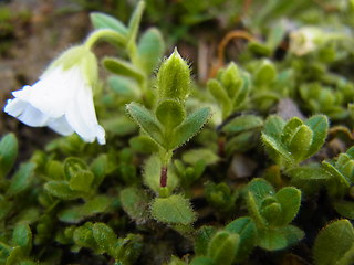 Cerastium uniflorum