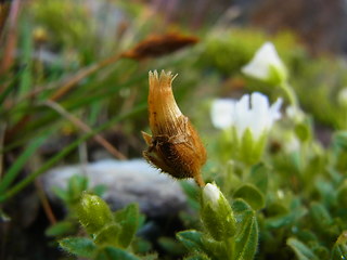 Cerastium uniflorum