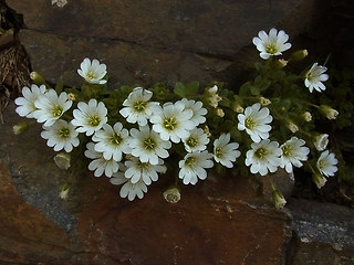 Cerastium uniflorum