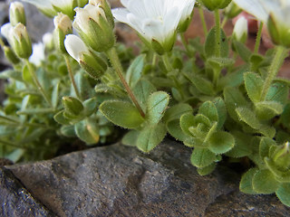 Cerastium uniflorum