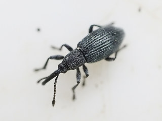 Ceratapion penetrans