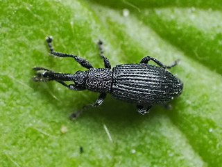 Ceratapion penetrans