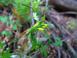 Ceratocapnos claviculata ssp. claviculata