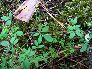 Ceratocapnos claviculata ssp. claviculata