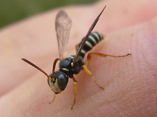 Cerceris quinquefasciata