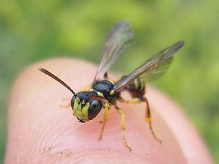 Cerceris quinquefasciata