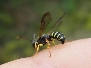 Cerceris quinquefasciata