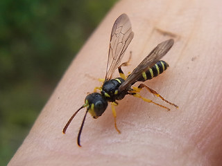 Cerceris quinquefasciata