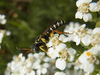 Cerceris quinquefasciata