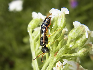 Cerceris quinquefasciata