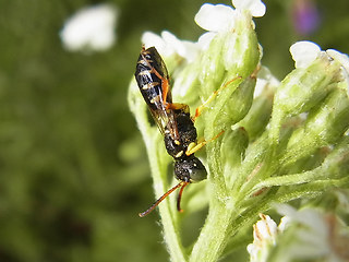 Cerceris quinquefasciata