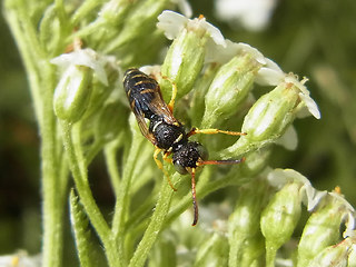 Cerceris quinquefasciata