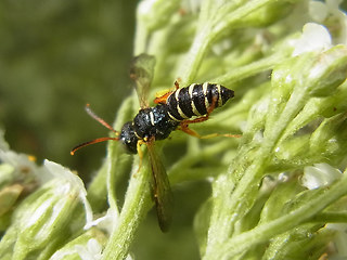 Cerceris quinquefasciata