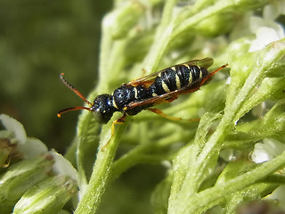 Cerceris quinquefasciata