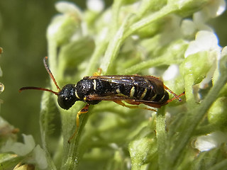 Cerceris quinquefasciata