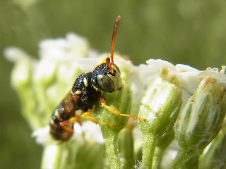 Cerceris quinquefasciata