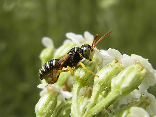 Cerceris quinquefasciata