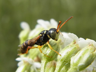 Cerceris quinquefasciata