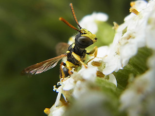 Cerceris quinquefasciata