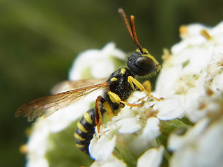 Cerceris quinquefasciata