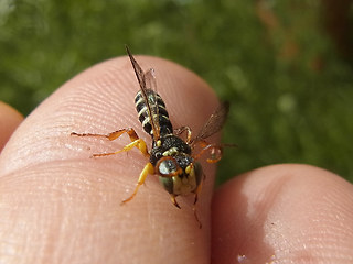 Cerceris quinquefasciata