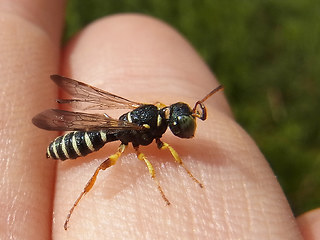 Cerceris quinquefasciata