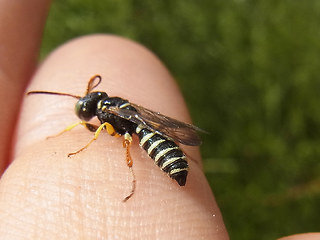 Cerceris quinquefasciata