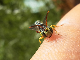 Cerceris quinquefasciata