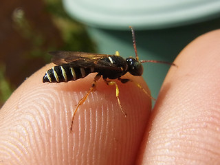 Cerceris quinquefasciata