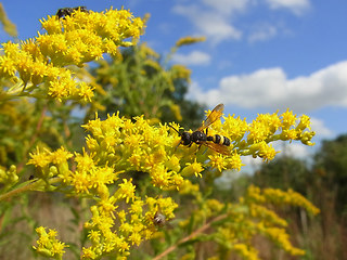 Cerceris rybyensis