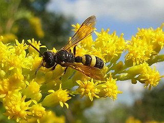 Cerceris rybyensis