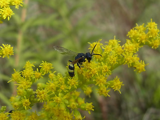 Cerceris rybyensis