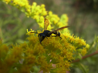 Cerceris rybyensis