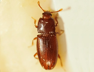 Cerylon ferrugineum