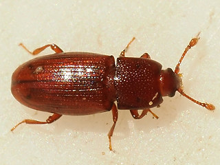 Cerylon ferrugineum