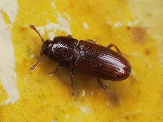 Cerylon ferrugineum