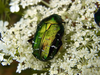 Cetonia aurata