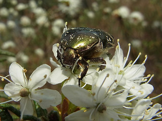 Cetonia aurata